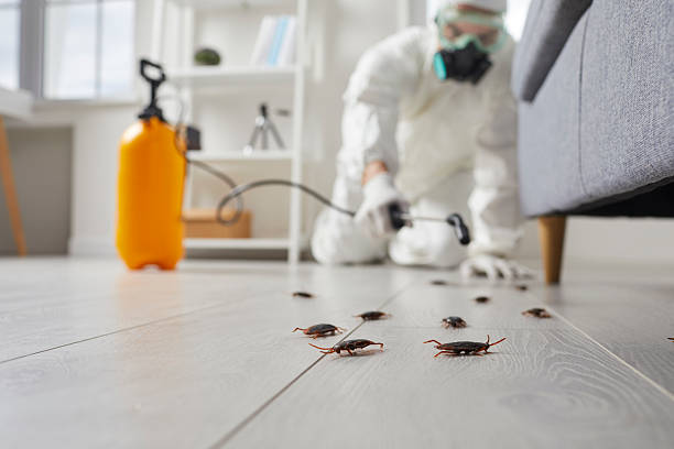 Commercial Rodent Management in Window Rock
